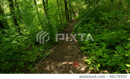 Tourist path in the deciduous forest. Berendeyevo kingdom, Russia, Lazarevskoe, Sochi Tourist path in the deciduous forest. Berendeyevo kingdom, Russia, Lazarevskoe, Sochi 98179503