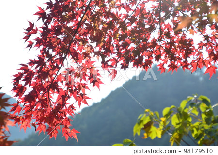 秋葉楓1(香川縣東香川市五名) 秋葉楓1(香川縣東香川市五名) 98179510