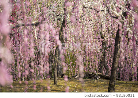 Shimane plum of Kyoto Seongnam Palace Shimane plum of Kyoto Seongnam Palace 98180031