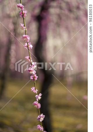 Shimane plum of Kyoto Seongnam Palace Shimane plum of Kyoto Seongnam Palace 98180033