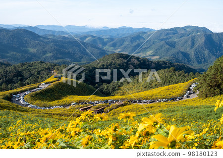 Mexican sunflower field at Tung Bua Tong Mae Hong Son ,Thailand 98180123