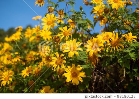 Mexican sunflower field at Tung Bua Tong Mae Hong Son ,Thailand 98180125