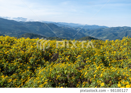 Mexican sunflower field at Tung Bua Tong Mae Hong Son ,Thailand 98180127