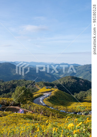 Mexican sunflower field at Tung Bua Tong Mae Hong Son ,Thailand Mexican sunflower field at Tung Bua Tong Mae Hong Son ,Thailand 98180128