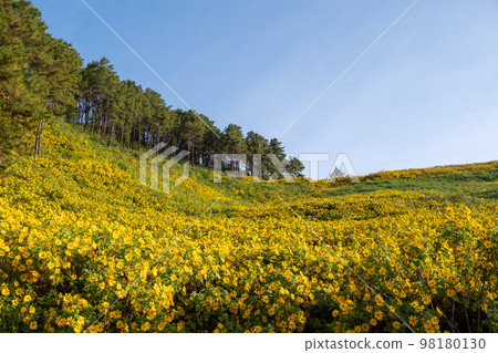 Mexican sunflower field at Tung Bua Tong Mae Hong Son ,Thailand 98180130