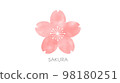 [Illustration material _ single] cute cherry blossoms _ watercolor style 98180251