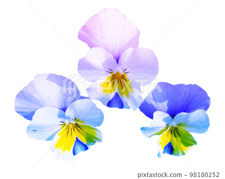 pansy cutout pansy cutout 98180252