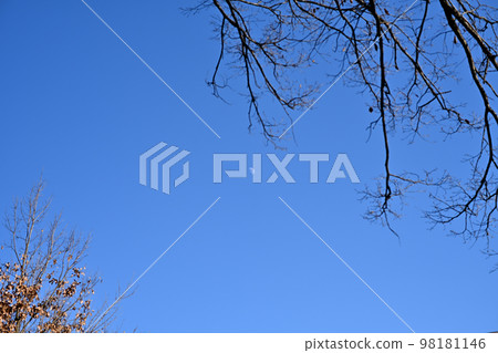 冬日傍晚散步時發現的白月 冬日傍晚散步時發現的白月 98181146