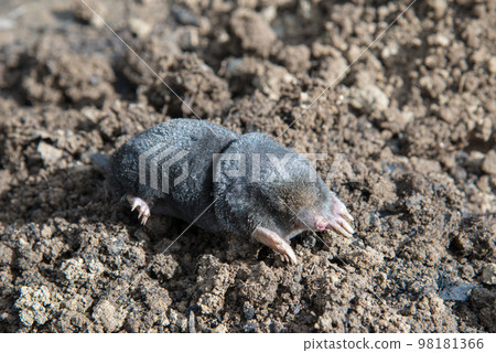 Perished european mole lying on the ground Perished european mole lying on the ground 98181366
