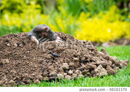 Mole animal - Talpa Europaea, causing damage as a pest in the garden with its mole hills and underground tunnels Mole animal - Talpa Europaea, causing damage as a pest in the garden with its mole hills and underground tunnels 98181370