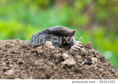 European mole crawling out of molehill above ground, showing strong front feet used for digging underground tunnels 98181383