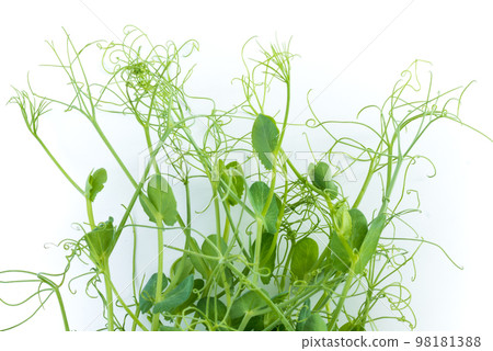 pea shoots with tendrils lying flat, isolated on white 98181388