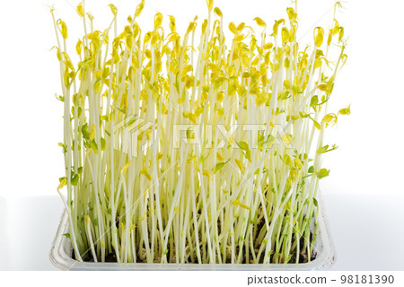 pea shoots grown in darkness for extra crispiness used in salad 98181390