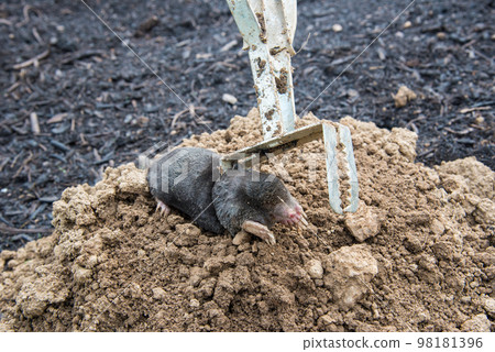 Caught european mole inside a trap placed on mole hill 98181396