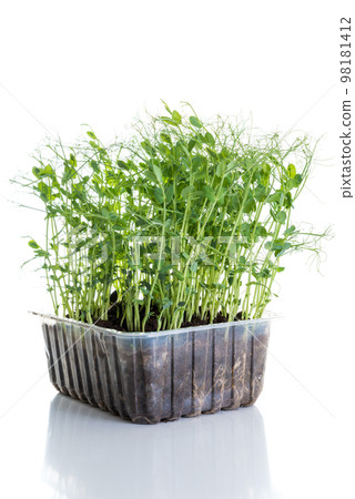 pea shoots grown as micro greens ready to be harvested, isolated on white 98181412