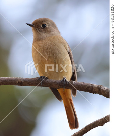 樹上可愛的紅尾鴝 98181820