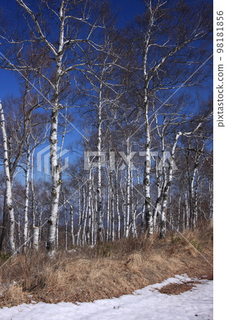 Birch forest snow scene in severe winter 98181856