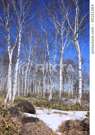 嚴冬白樺林雪景 98181864