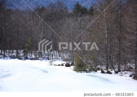 嚴寒的冬天雪景在松林裡 98181865