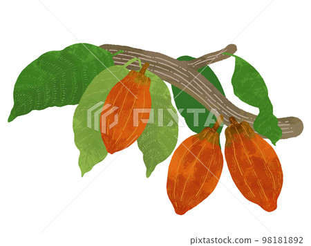 Illustration material of cacao beans growing on a tree with a watercolor touch 98181892