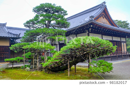 京都六園寺的陸州松 京都六園寺的陸州松 98182017