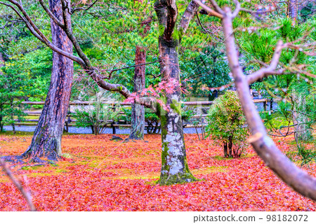 Autumn leaves at Rokuonji Temple, Kyoto 98182072