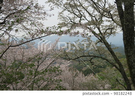 Yoshino Sakura Yoshino Sakura 98182248