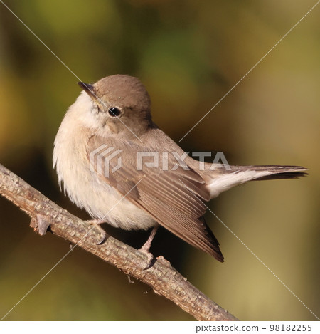 Cute redstart tilting its head on a tree Cute redstart tilting its head on a tree 98182255