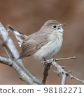 Cute redstart standing on a tree 98182271
