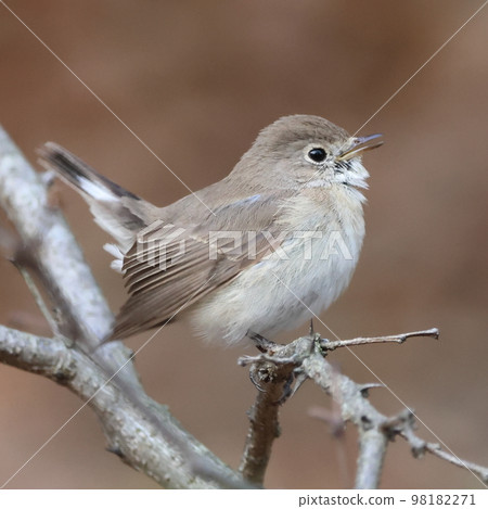 Cute redstart standing on a tree Cute redstart standing on a tree 98182271