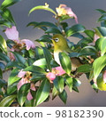 Camellia flowers and white-eye 98182390