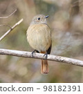 cute redstart on the tree 98182391