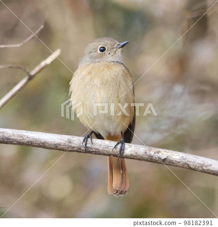 cute redstart on the tree 98182391