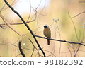cute redstart on the tree 98182392