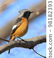 cute redstart on the tree 98182393