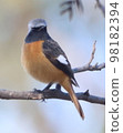 cute redstart on the tree 98182394