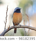 cute redstart on the tree 98182395