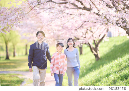 A family of three walking along a row of cherry blossom trees Spring family image A family of three walking along a row of cherry blossom trees Spring family image 98182458
