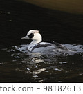 Mikoaisa, a panda-like bird that gracefully swims along the water's edge 98182613