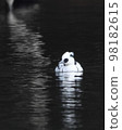 Mikoaisa, a panda-like bird that gracefully swims along the water's edge 98182615