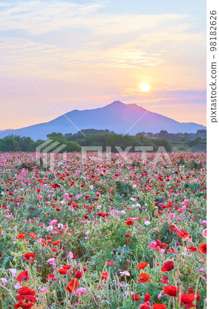 Mt.Tsukuba in the early morning and the poppy field and the sun Mt.Tsukuba in the early morning and the poppy field and the sun 98182626