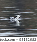 Mikoaisa, a panda-like bird that gracefully swims along the water's edge 98182682