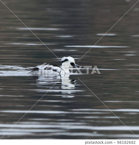Mikoaisa, a panda-like bird that gracefully swims along the water's edge Mikoaisa, a panda-like bird that gracefully swims along the water's edge 98182682
