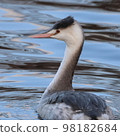 Great crested grebe swimming gracefully along the water's edge 98182684