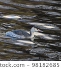 Great crested grebe swimming gracefully along the water's edge 98182685