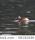 A grebe swimming gracefully in the water 98182686