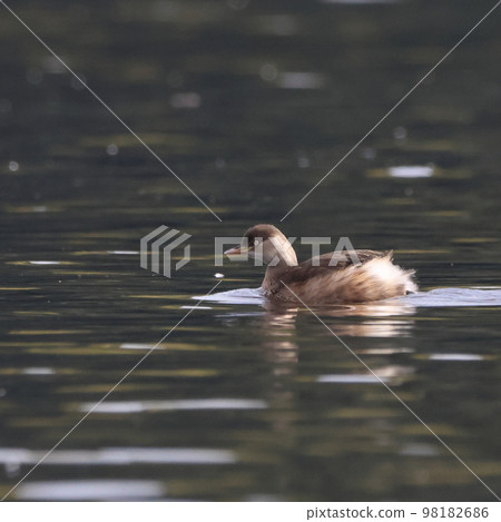 A grebe swimming gracefully in the water A grebe swimming gracefully in the water 98182686
