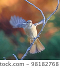 Daurian redstart flapping its wings on a tree 98182768