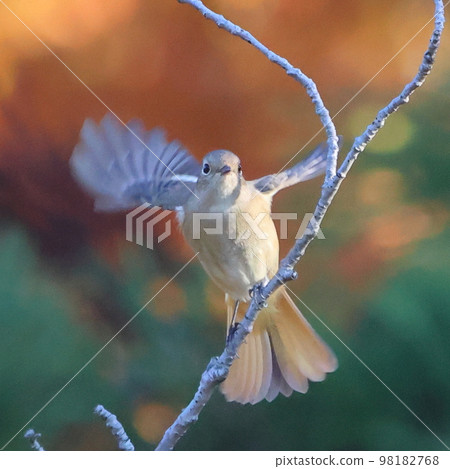 Daurian redstart flapping its wings on a tree Daurian redstart flapping its wings on a tree 98182768