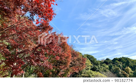 藍天和紅葉<東公園/愛知縣岡崎市> 藍天和紅葉<東公園/愛知縣岡崎市> 98182774